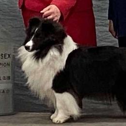 Poppy - Shetland Sheepdog