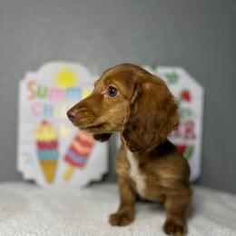 Little Lulu - Dapple female Dachshund puppy in Tahlequah, Oklahoma from Quick Little Dachshunds