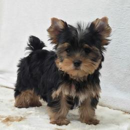 Izzy - Blue and gold female Yorkshire Terrier puppy in Monticello, Iowa from Ashley’s Puppies