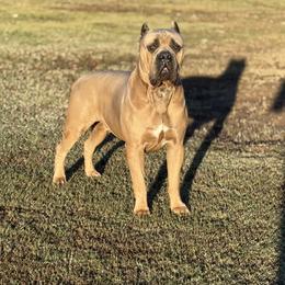 Sig - Cane Corso