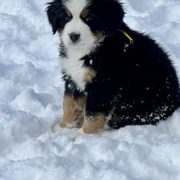 Bernese Mountain Dog Puppies from Breaking Trail Berners