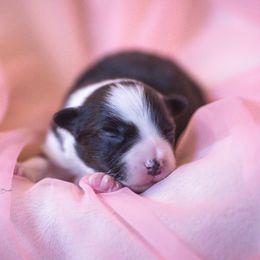 Pachanga - Black and white female Border Collie puppy in Atascadero, Pennsylvania from Skyward Farms