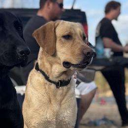 Cane Corso, Labrador Retrievers, and Poodles from Cmjkennels