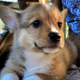 Girl 4 - Beth - Pembroke Welsh Corgi puppy in San Antonio, Texas from Bishop Paws & More.