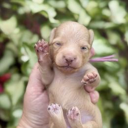 Pearl - Cream female Dachshund puppy in Wharton County, Texas from Country Bumpkins