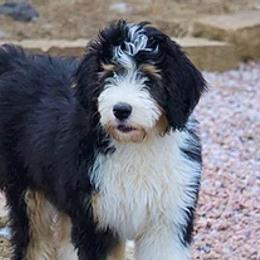 Bernedoodles from Backwoods Bernedoodles