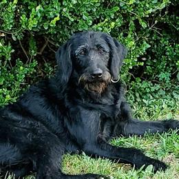 Dahlia - Labradoodle