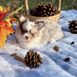 Persephone - Merle female Chihuahua puppy in Anderson, South Carolina from Lil Treasures Chihuahuas