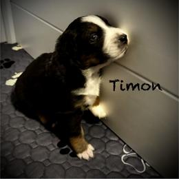 Timon - Black tri-color male Australian Shepherd puppy in Blythewood, South Carolina from One Tribe Aussies