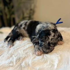 Mittens - White and blue merle male Bordoodle puppy in Valley Center, California from Circle R Valley Bordoodls