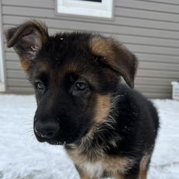 Grey Boy - German Shepherd puppy in New York from Vom Kalte Stadt