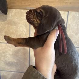 Red boy - Liver and tan male Bloodhound puppy in Conway, Missouri from Ozark Mountain Kennel