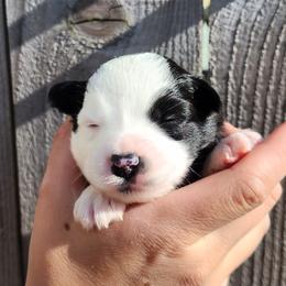 Mercy - Black & white female Miniature Australian Shepherd puppy in Marysville, Washington from Garay Mini Aussies