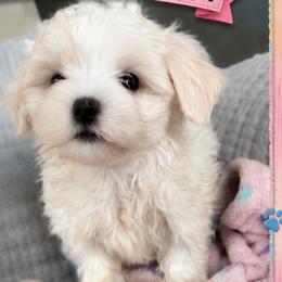 Maltese Puppies from Maltese  puppies DFW