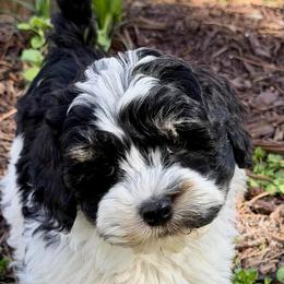 Fancy (Lavender collar) - Black and chalk female Australian Labradoodle puppy in Mount Gilead, North Carolina from Tillery Labradoodles