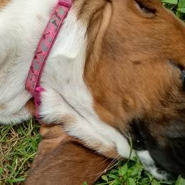 Basset Hounds from Stacey Claar
