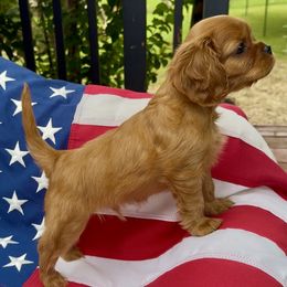 Cavalier King Charles Spaniel puppies from Souther's Treasured Cavaliers