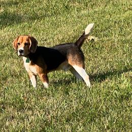 Rippee Creeks Sonny Boy - Black tan and white male Beagle puppy in Mansfield, Missouri from Rippee Creek Kennel