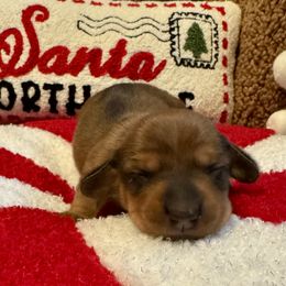 Girl 3 - Red female Dachshund puppy in Franklin, Tennessee from Wendy's Weenies