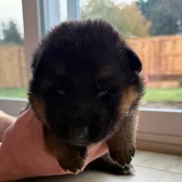Purple Girl - Black and red female German Shepherd puppy in Battle Ground, Washington from Purebred Elite Shepherds