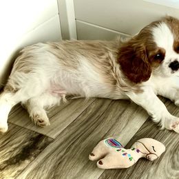 Cavalier King Charles Spaniel Puppies from Bella Fleur Cavaliers