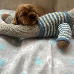 Paige - Ruby female Cavalier King Charles Spaniel puppy in Pennsylvania from Julie's Cavalier King Charles Spaniels