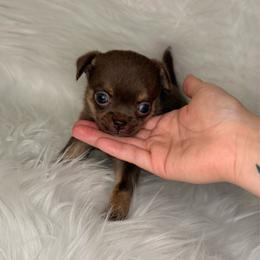 Maple - 4,750 - Chocolate and tan female Chihuahua puppy in Houston, Texas from The Chihuahua Haus