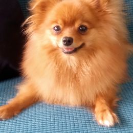 Tia - Pomeranian