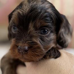 Keepsake pink collar - Chocolate female Cavapoo puppy in Beckley, West Virginia from By Design Doodles