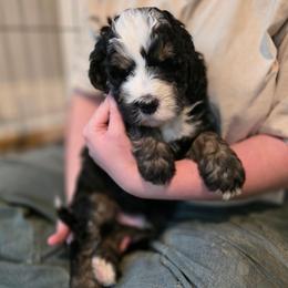 Whiskey - Tri-color male Bernedoodle puppy in Malden, Illinois from Doting Doodles