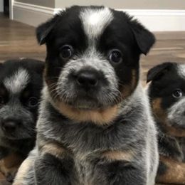Australian Cattle Dogs from Sooner or Later ACDs