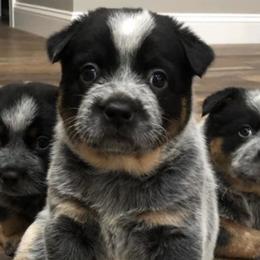 Australian Cattle Dogs from Sooner or Later ACDs