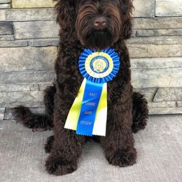 Australian Labradoodle, Cavapoo, and Goldendoodle Puppies from Deer Creek Labradoodles