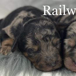 Boy 1-Merle - Merle male Goldendoodle puppy in Milford, Indiana from Railway Acres Kennel