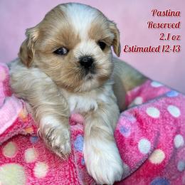 Pastina - Cream and white female Shih Tzu puppy in Sacramento, California from NANA’S  QUALITY SHIH TZU'S