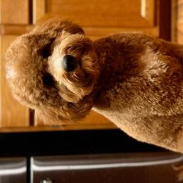 Bernedoodles, Goldendoodles, Poodles, and Sheepadoodles from Kerr Kanine Ranch