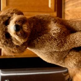 Bernedoodles, Goldendoodles, Poodles, and Sheepadoodles from Kerr Kanine Ranch