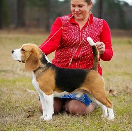 Master - Beagle