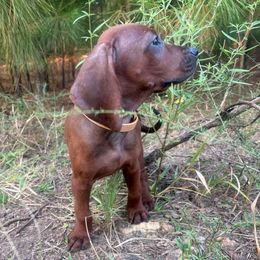 Rocky - Red male Redbone Coonhound puppy in Mount Pleasant, Texas from Harmons Hounds