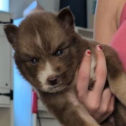 Theo - Red and white male Siberian Husky puppy in Richland, Mississippi from Feazell’s Siberian Huskies