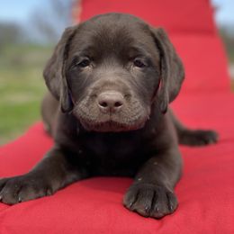 Labrador Retriever Puppies from Paws Farm Retrievers