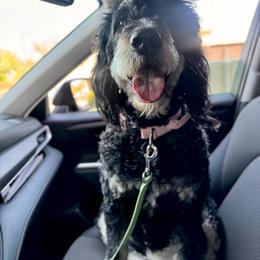 Bernedoodle puppies from Wroth's Paws