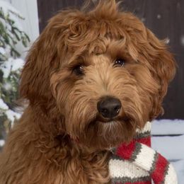 Aussiedoodles and Goldendoodles from Lee Family Puppies