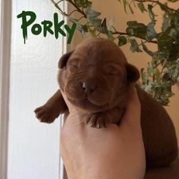 Porky - Yellow male Labrador Retriever puppy in Tomahawk, Wisconsin from Mahner Labs