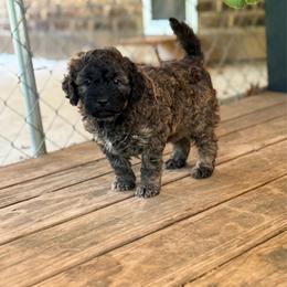 Ace - Chocolate male Goldendoodle puppy in El Dorado, Arkansas from Magnolia Mini Doodles