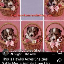 Sparkle - Sable merle and white female Shetland Sheepdog puppy in Waynesville, Georgia from Hawks Acres Shelties
