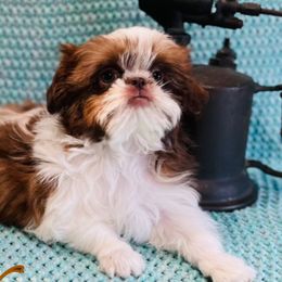 Shih Tzus from Shih Tzu Wiggle Waggles