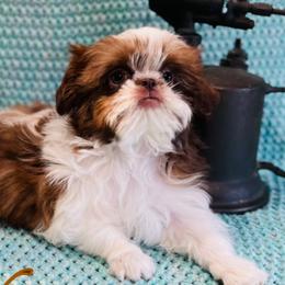 Shih Tzus from Shih Tzu Wiggle Waggles