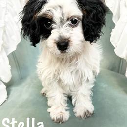 Stella - Tri-color female Cavapoo puppy in Saratoga Springs, Utah from Joyler Puppies