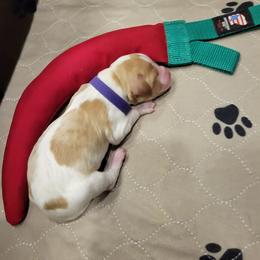 Girl 1 - Orange and white female Brittany puppy in Houston, Texas from Free Range Bird Dogs